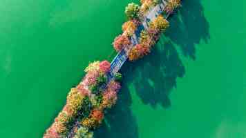 文化中国行丨山东巨野：工笔画绽放致富花